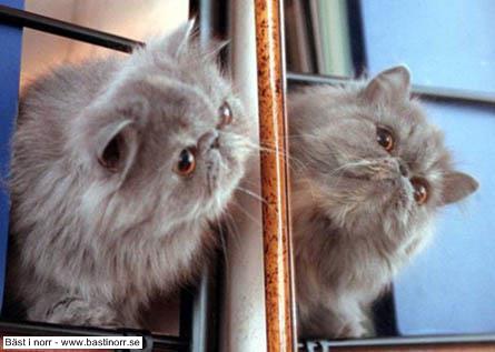 (N) Stalusan Anziera