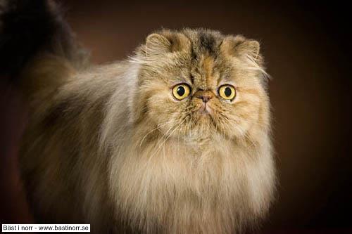 S*Na-Chaered’s Posh Spice Vicky