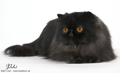 EP (N) Du Monet Gio Franco