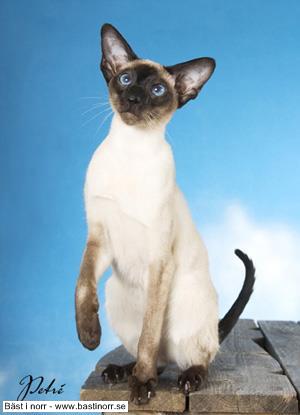 S*Bergbackens Peppers Manga JW