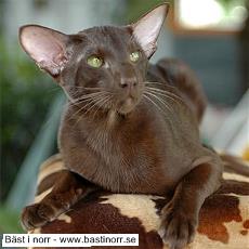 GIC S*Tammee´s Wonderboy of Scandinavia, JW