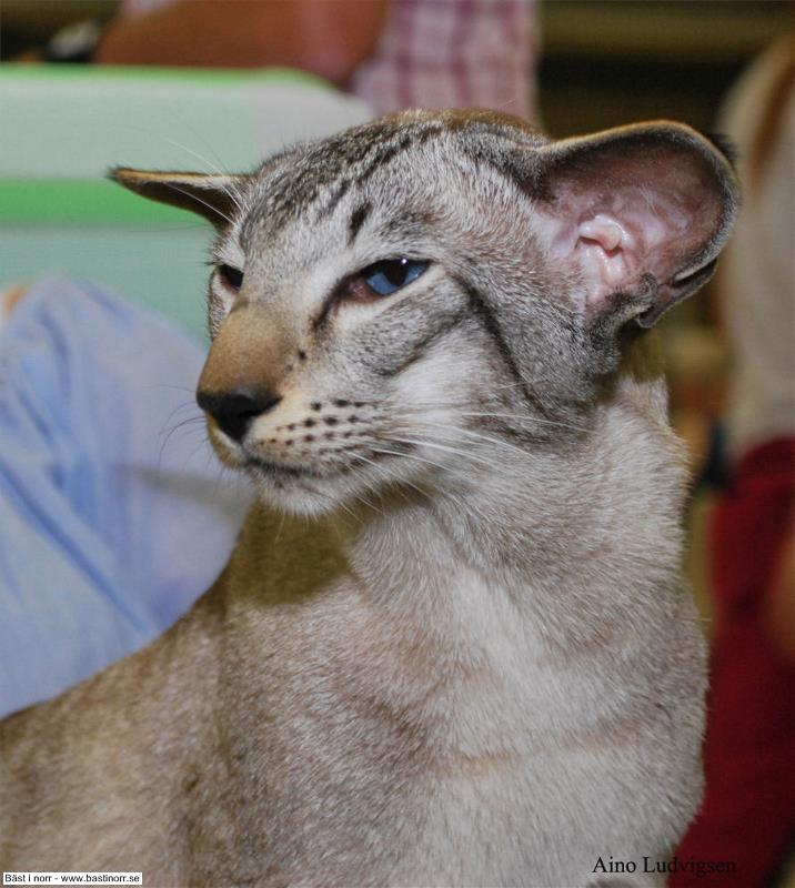 GIC HU*Okonor Kobold