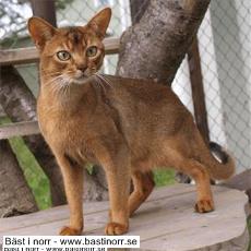 GoodNews King of Hearts