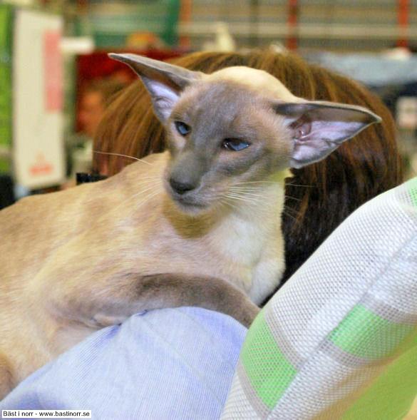 SiMyKeth GoldenSea of Okonorway