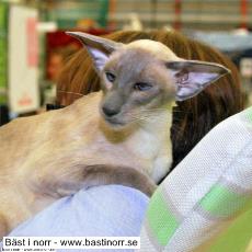 SiMyKeth GoldenSea of Okonorway