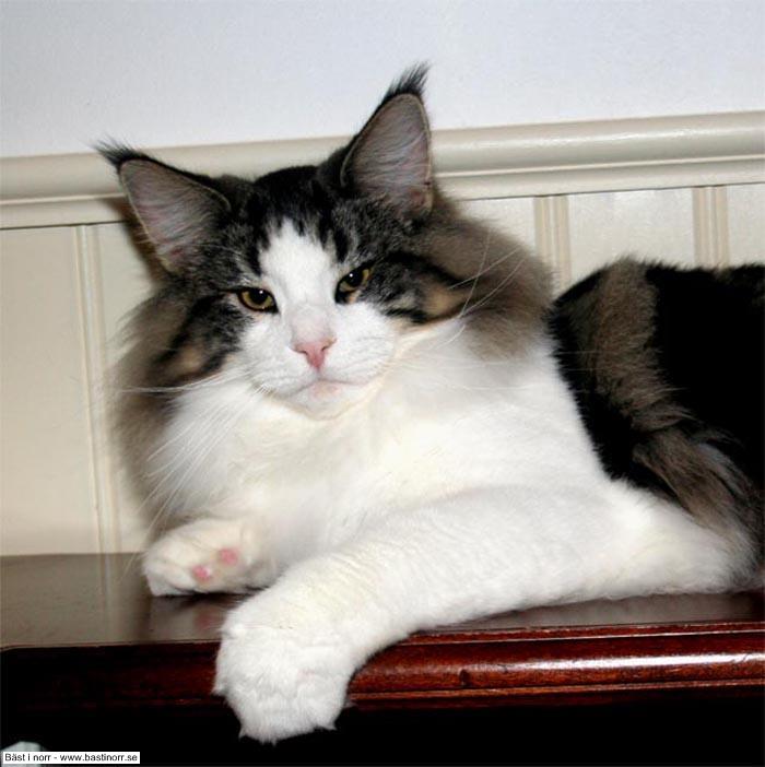 S*Just Catnap´s Dianthus