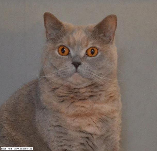 Suncat’s Purple Rain