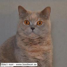 Suncat’s Purple Rain