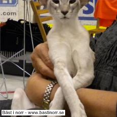 Bergbackens Uma Ultimata