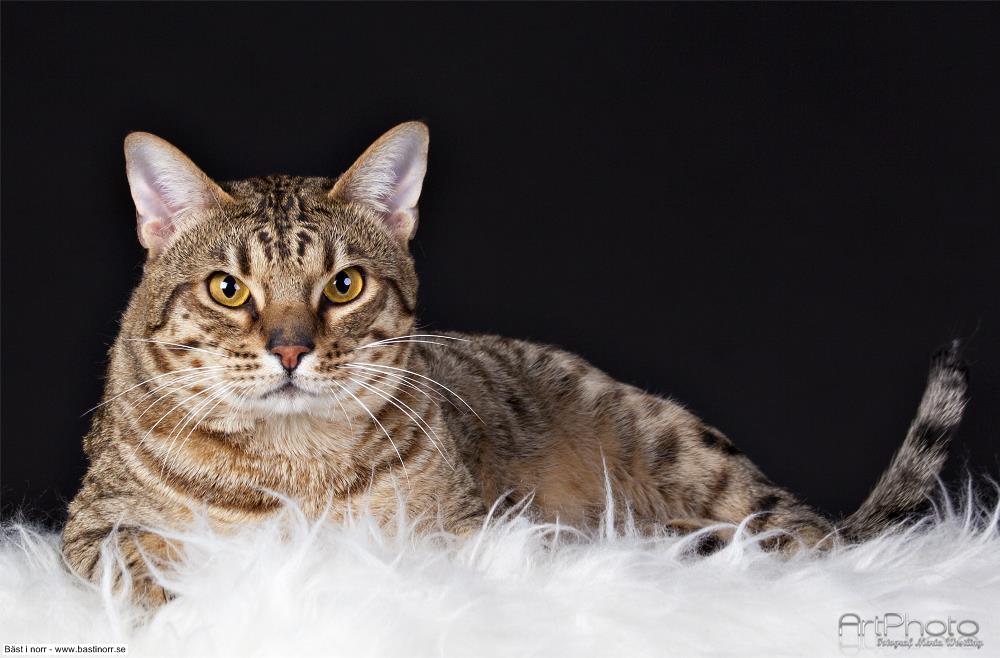 Enbacka Gårds Armani