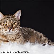 Enbacka Gårds Armani