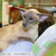 SiMyKeth GoldenSea of Okonorway