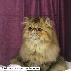 Virrivinda´s Guld Marie 