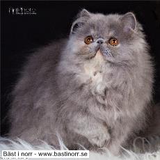 Vilda Western´s Diana