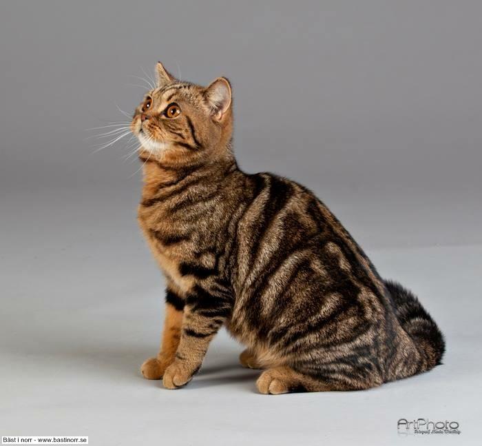 FI*Rhinestone's Nona