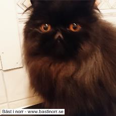 IP S*Vilda Western's Cute Claire