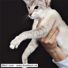 S*Moramyran's Vinges Cornelia