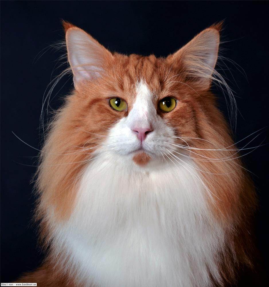 SC IT*Norr Venn's Via L'Viaquez DSM DVM