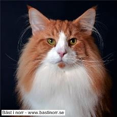 SC IT*Norr Venn's Via L'Viaquez DSM DVM