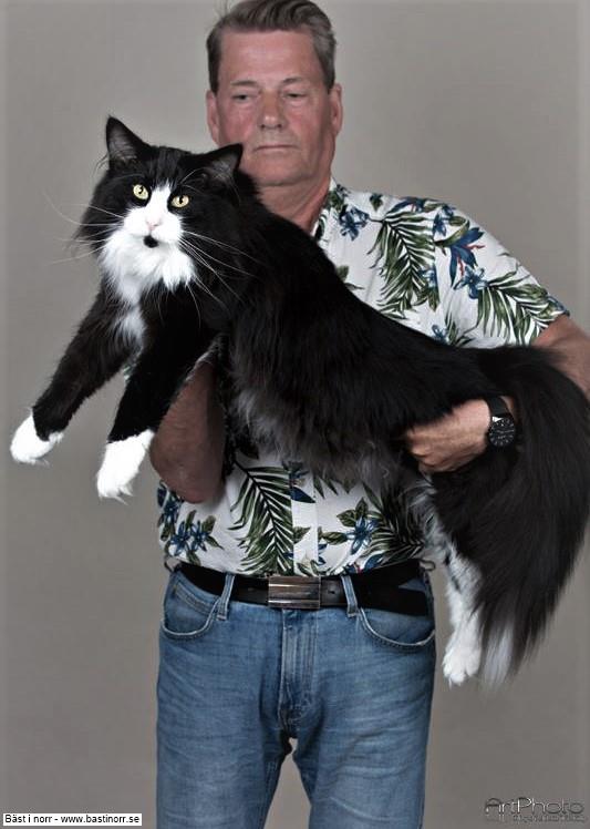 SC S*Milda ma Tildes Barba Blixt