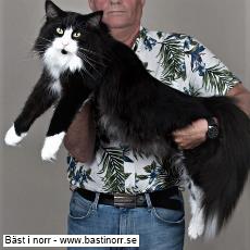 SC S*Milda ma Tildes Barba Blixt