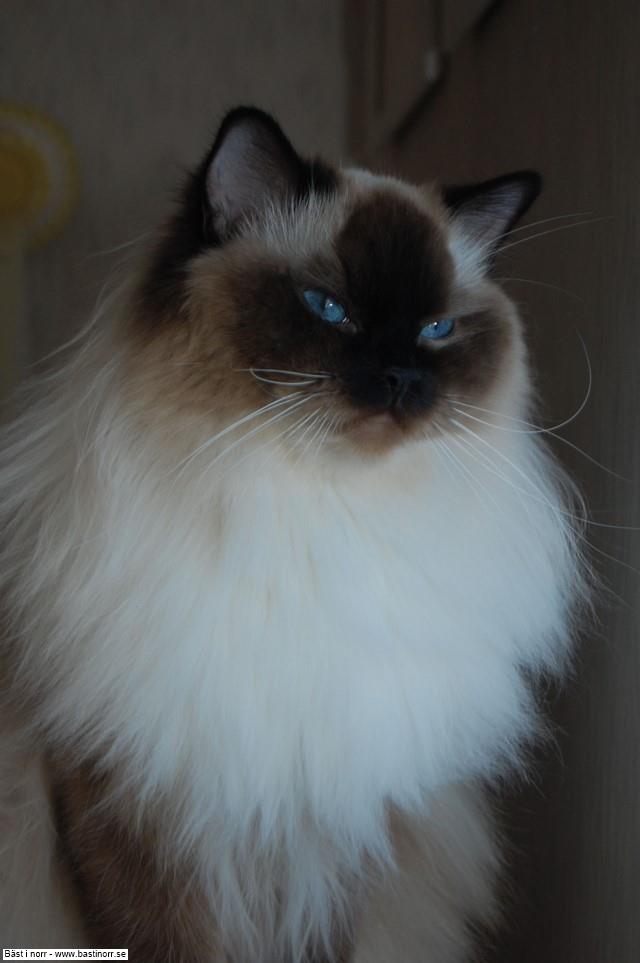 IC SE*Sightly Dolls MM Bacardi Vaníla