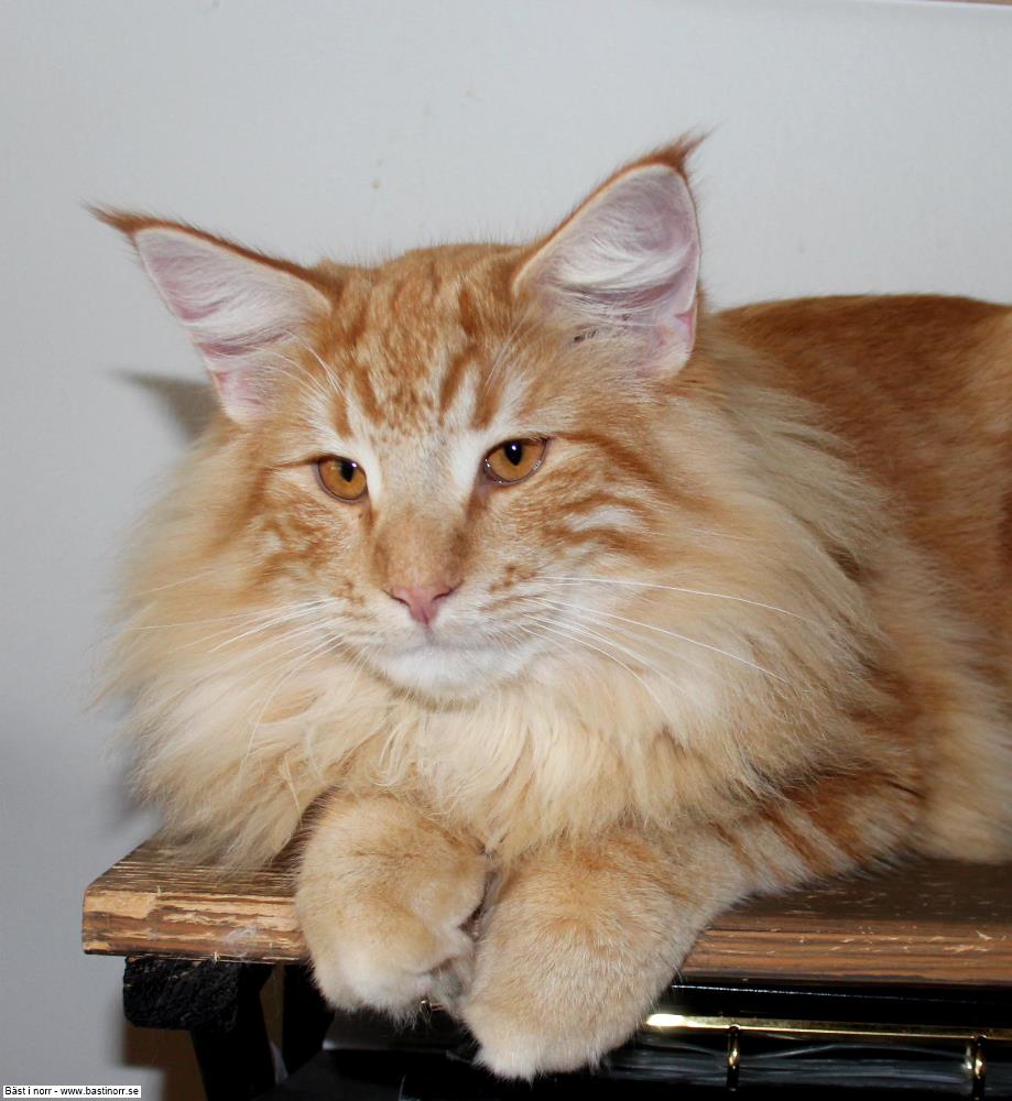 SC S*Just Catnap's Nicolas JW