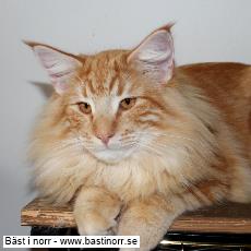 SC S*Just Catnap's Nicolas JW