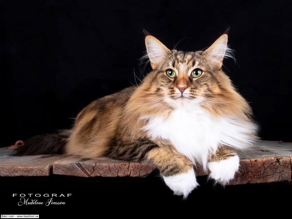 IC S*Curly line Birgit