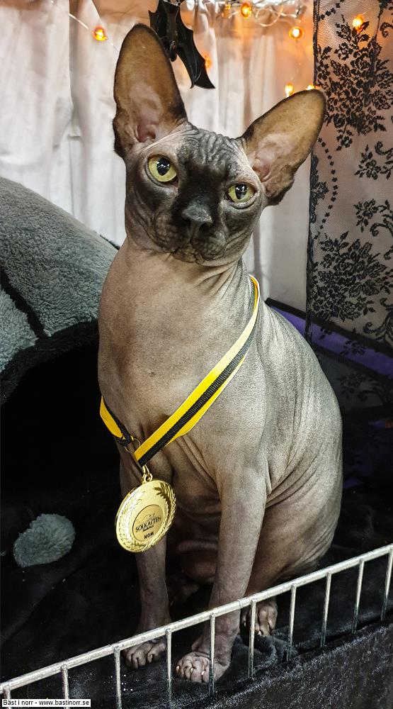 SP SE*Fabulous Stars Hercules DSM