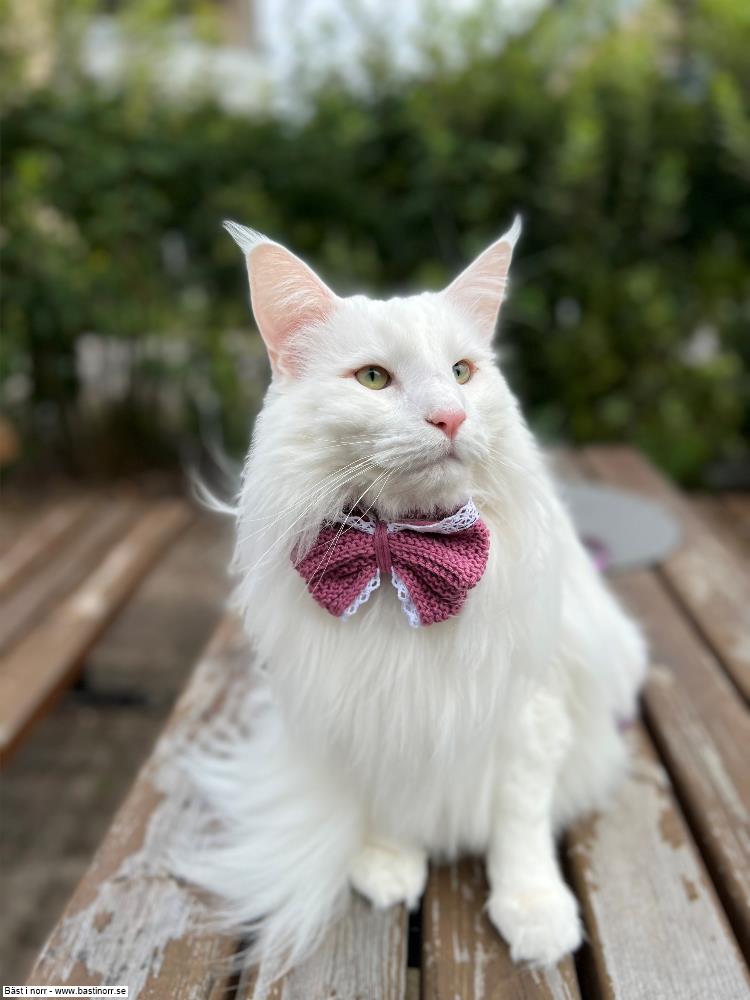 PR (N)Ekebergtrollet's Enzo Matrix