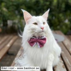 PR (N)Ekebergtrollet's Enzo Matrix