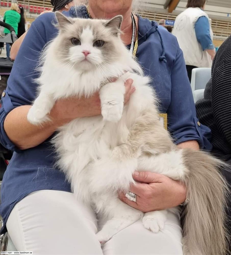 S*Vallhovstassens Molly