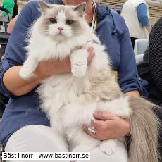 S*Vallhovstassens Molly