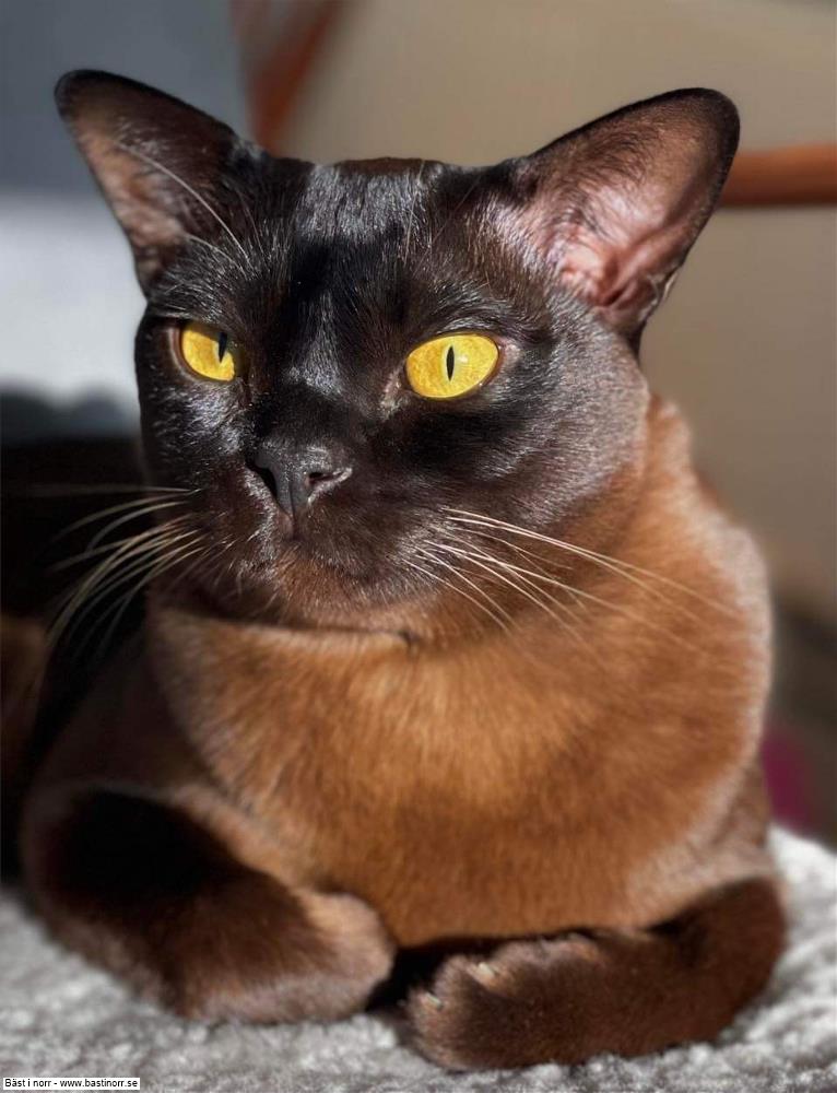 GIP SE*Pendas Corleone