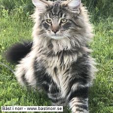 S*Just Catnap's Cullinan