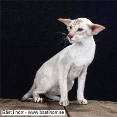 SC SE*Ediecats Willow