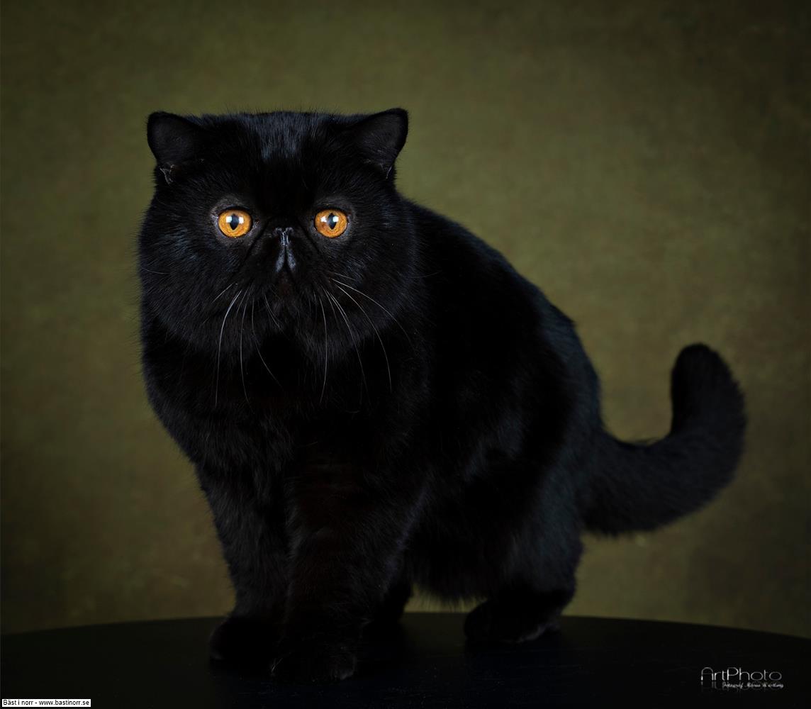 SC Shuturi's Qa-Ching