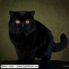 SC Shuturi's Qa-Ching