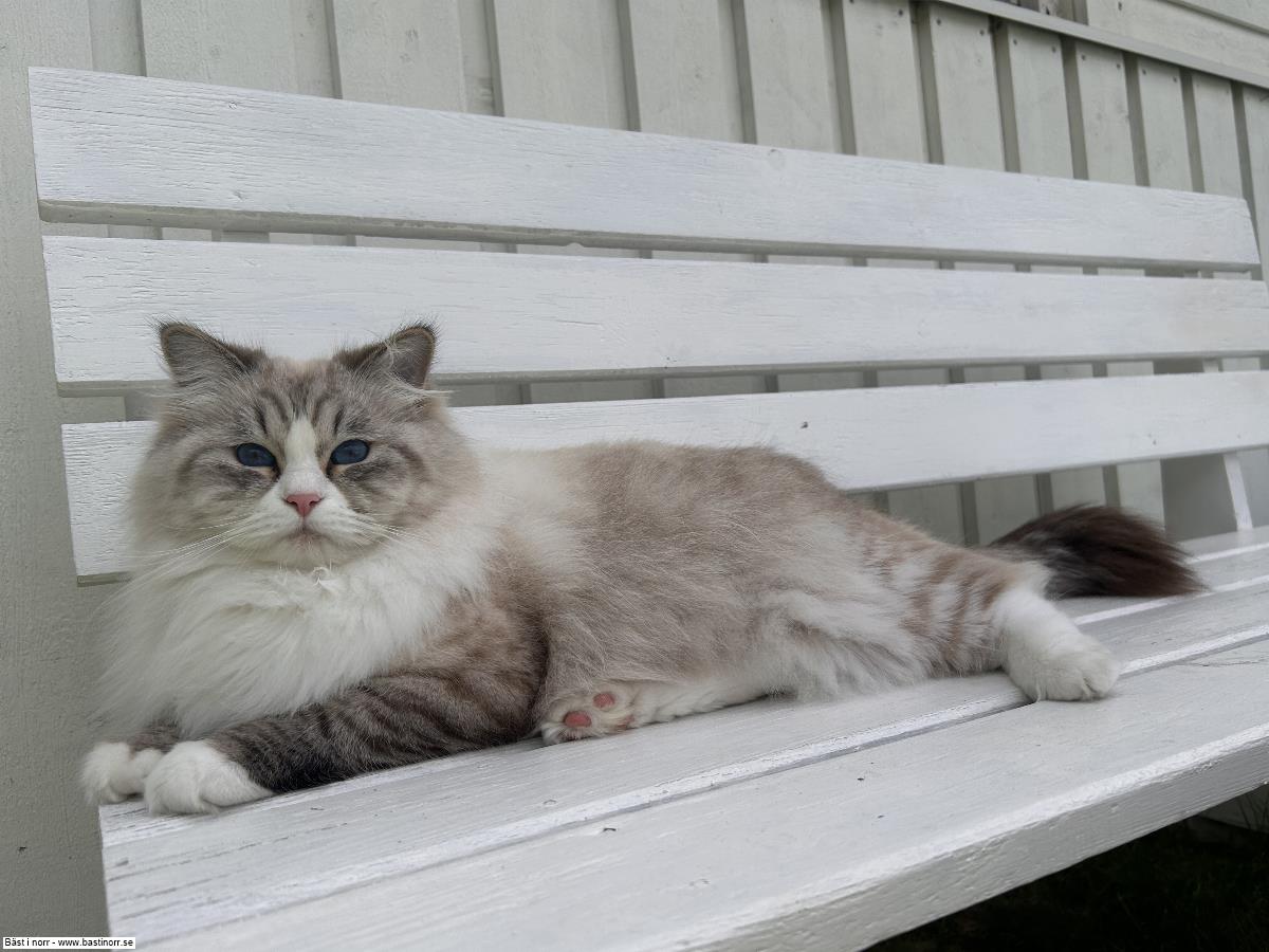 GIC JCH Z`Avi Kubaland*PL JW