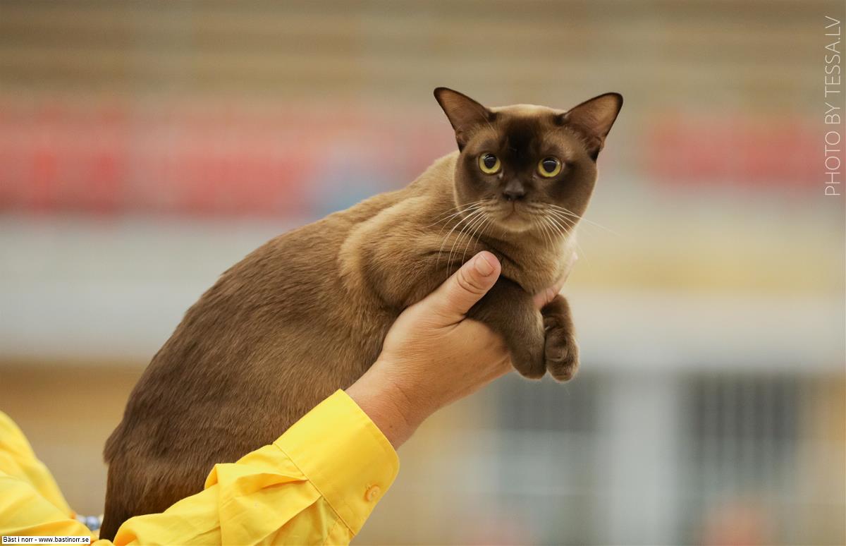 IC S*Zagamin Vide Jr