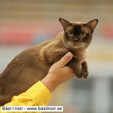 IC S*Zagamin Vide Jr