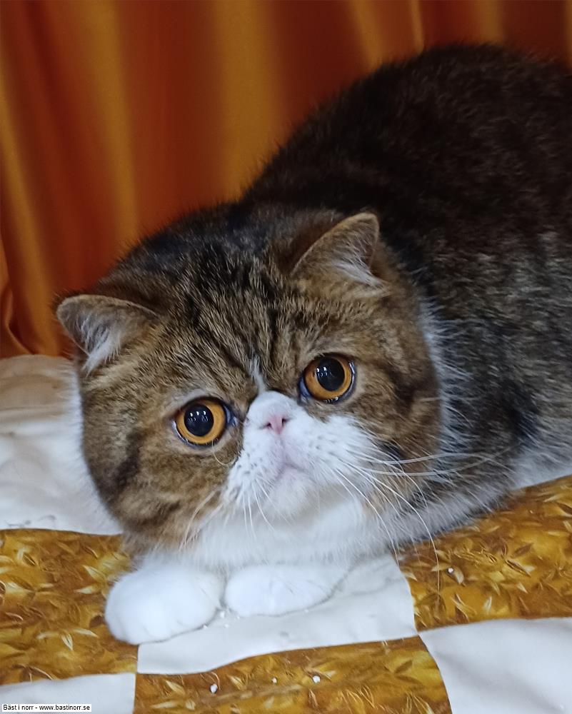 PR IC S*Cotton's Sudden