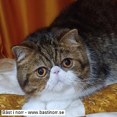 PR IC S*Cotton's Sudden